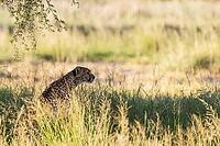 Cheetah (Acinonyx jubatus). Female. Kalahari Desert, Kgalagadi Transfrontier Park, South Africa [IBR125204125]