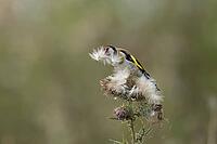 European goldfinch (Carduelis carduelis) adult garden bird feeding on thistle seeds in summer, England, United Kingdom [IBR125204126]