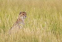 Cheetah (Acinonyx jubatus). Cub. Kalahari Desert, Kgalagadi Transfrontier Park, South Africa [IBR125204127]