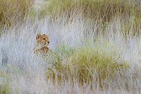 Cheetah (Acinonyx jubatus). Female at dawn. This photograph has been digitally modified. Kalahari Desert, Kgalagadi Transfrontier Park, South Africa [IBR125204128]