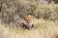 Lion (Panthera leo). Black-maned Kalahari male. Kalahari Desert, Kgalagadi Transfrontier Park, South Africa [IBR125204129]