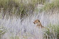 Cheetah (Acinonyx jubatus). Female at dawn. Kalahari Desert, Kgalagadi Transfrontier Park, South Africa [IBR125204130]