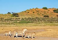 Lion (Panthera leo). Female with cubs. Kalahari Desert, Kgalagadi Transfrontier Park, South Africa [IBR125204132]