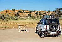 Lion (Panthera leo). Female and tourist vehicle. Kalahari Desert, Kgalagadi Transfrontier Park, South Africa [IBR125204135]