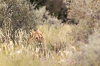 Lion (Panthera leo). Male. Kalahari Desert, Kgalagadi Transfrontier Park, South Africa [IBR125204137]