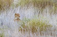 Cheetah (Acinonyx jubatus). Female at dawn. Kalahari Desert, Kgalagadi Transfrontier Park, South Africa [IBR125204139]
