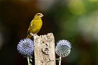 European greenfinch (Chloris chloris) adult garden bird on a fence post with Globe thistle flowers in summer, England, United Kingdom [IBR125204140]