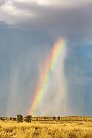 Rain and rainbow during the rainy season in the Kalahari Desert, Kgalagadi Transfrontier Park, South Africa [IBR125204141]
