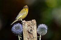 European greenfinch (Chloris chloris) adult garden bird on a fence post with Globe thistle flowers in summer, England, United Kingdom [IBR125204142]