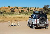 Lion (Panthera leo). Female and tourist vehicle. Kalahari Desert, Kgalagadi Transfrontier Park, South Africa [IBR125204143]