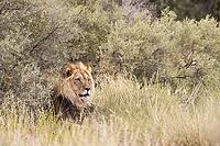 Lion (Panthera leo). Black-maned Kalahari male. Kalahari Desert, Kgalagadi Transfrontier Park, South Africa [IBR125204144]