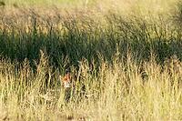 Cheetah (Acinonyx jubatus). Female, resting in the evening. Kalahari Desert, Kgalagadi Transfrontier Park, South Africa [IBR125204149]