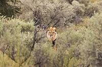 Lion (Panthera leo). Male. Kalahari Desert, Kgalagadi Transfrontier Park, South Africa [IBR125204150]