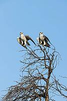 Black-winged Kite (Elanus caeruleus). Pair. Kalahari Desert, Kgalagadi Transfrontier Park, South Africa [IBR125204151]
