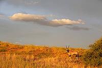 Gemsbok (Oryx gazella). In the early morning at a grass-grown sand dune. Kalahari Desert, Kgalagadi Transfrontier Park, South Africa [IBR125204152]