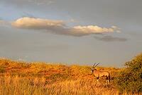 Gemsbok (Oryx gazella). In the early morning at a grass-grown sand dune. Kalahari Desert, Kgalagadi Transfrontier Park, South Africa [IBR125204153]