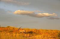 Gemsbok (Oryx gazella). In the early morning at a grass-grown sand dune. Kalahari Desert, Kgalagadi Transfrontier Park, South Africa [IBR125204154]