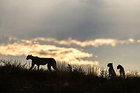 Cheetah (Acinonyx jubatus). Female with two cubs on a rocky ridge at dawn. Kalahari Desert, Kgalagadi Transfrontier Park, South Africa [IBR125204155]