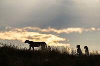 Cheetah (Acinonyx jubatus). Female with two cubs on a rocky ridge at dawn. Kalahari Desert, Kgalagadi Transfrontier Park, South Africa [IBR125204156]