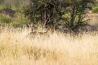 Cheetah (Acinonyx jubatus). Femal, walking. Kalahari Desert, Kgalagadi Transfrontier Park, South Africa [IBR125204158]