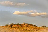 Gemsbok (Oryx gazella). In the early morning at a grass-grown sand dune. Kalahari Desert, Kgalagadi Transfrontier Park, South Africa [IBR125204162]