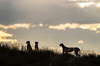 Cheetah (Acinonyx jubatus). Female with two cubs on a rocky ridge at dawn. Kalahari Desert, Kgalagadi Transfrontier Park, South Africa [IBR125204164]