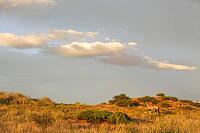 Gemsbok (Oryx gazella). In the early morning at a grass-grown sand dune. Kalahari Desert, Kgalagadi Transfrontier Park, South Africa [IBR125204165]