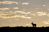 Gemsbok (Oryx gazella). At sunrise on a grass-grown sand dune. Kalahari Desert, Kgalagadi Transfrontier Park, South Africa [IBR125204170]