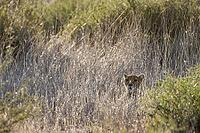 Cheetah (Acinonyx jubatus). Female in the early morning. Kalahari Desert, Kgalagadi Transfrontier Park, South Africa [IBR125204173]