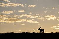 Gemsbok (Oryx gazella). At sunrise on a grass-grown sand dune. Kalahari Desert, Kgalagadi Transfrontier Park, South Africa [IBR125204174]