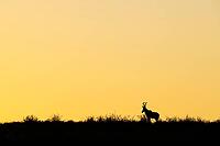 Red Hartebeest (Alcelaphus buselaphus caama). At sunrise on a grass-grown sand dune. Kalahari Desert, Kgalagadi Transfrontier Park, South Africa [IBR125204177]