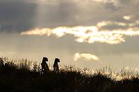 Cheetah (Acinonyx jubatus). Two cubs on a rocky ridge at sunrise. Kalahari Desert, Kgalagadi Transfrontier Park, South Africa [IBR125204179]