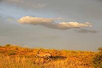 Gemsbok (Oryx gazella). In the early morning at a grass-grown sand dune. Kalahari Desert, Kgalagadi Transfrontier Park, South Africa [IBR125204180]