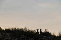 Cheetah (Acinonyx jubatus). Two cubs on a rocky ridge at dawn. Kalahari Desert, Kgalagadi Transfrontier Park, South Africa [IBR125204183]