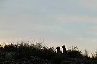 Cheetah (Acinonyx jubatus). Two cubs on a rocky ridge at dawn. Kalahari Desert, Kgalagadi Transfrontier Park, South Africa [IBR125204184]