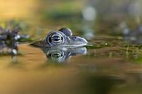 Common frog (Rana temporaria) adult amphibian on the water surface of a garden pond, England, United Kingdom [IBR125204185]