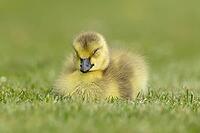 Canada goose (Branta canadensis) juvenile baby gosling bird sleeping on grass, England, United Kingdom [IBR125204186]