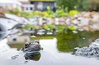 Common frog (Rana temporaria) adult amphibian amongst spawn eggs on the water surface of an urban garden pond in spring, England, United Kingdom [IBR125204187]