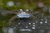 Common frog (Rana temporaria) adult amphibian amongst spawn eggs on the water surface of a garden pond in spring, England, United Kingdom [IBR125204188]