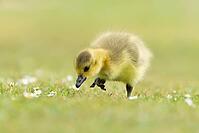 Canada goose (Branta canadensis) juvenile baby gosling bird walking on grass, England, United Kingdom [IBR125204189]