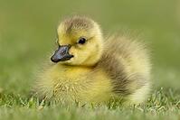 Canada goose (Branta canadensis) juvenile baby gosling bird resting on grass, England, United Kingdom [IBR125204190]