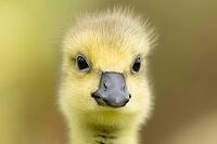 Canada goose (Branta canadensis) juvenile baby gosling bird head portrait, England, United Kingdom [IBR125204191]