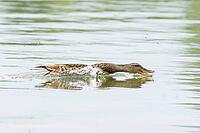 Mallard duck (Anas platyrhynchos) adult female bird catching damselflies for food on the water surface of a lake in summer, England, United Kingdom [IBR125204192]