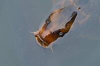 Common carp (Cyprinus carpio) adult fish on the water surface of a pond, England, United Kingdom [IBR125204193]