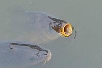 Common carp (Cyprinus carpio) two adult fish on the water surface of a pond, England, United Kingdom [IBR125204194]