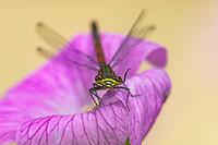 Large red damselfly (Pyrrhosoma nymphula) adult insect on a garden pink geranium flower in summer, England, United Kingdom [IBR125204195]