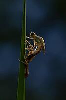 Large red damselfly (Pyrrhosoma nymphula) adult insect freshly emerged from its nymph casing on a reed stem in a garden pond, England, United Kingdom [IBR125204196]