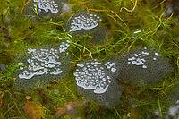 Common frog (Rana temporaria) spawn eggs in a garden pond in spring, England, United Kingdom [IBR125204197]