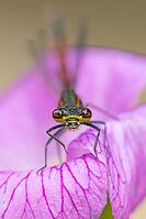 Large red damselfly (Pyrrhosoma nymphula) adult insect on a garden pink geranium flower in summer, England, United Kingdom [IBR125204198]