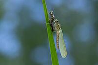 Large red damselfly (Pyrrhosoma nymphula) adult insect freshly emerged from its nymph casing on a reed stem in a garden pond, England, United Kingdom [IBR125204199]